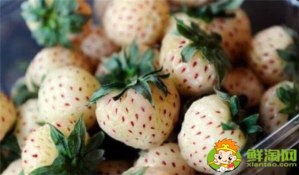菠蘿莓多少錢一斤，菠蘿莓和白草莓的區(qū)別