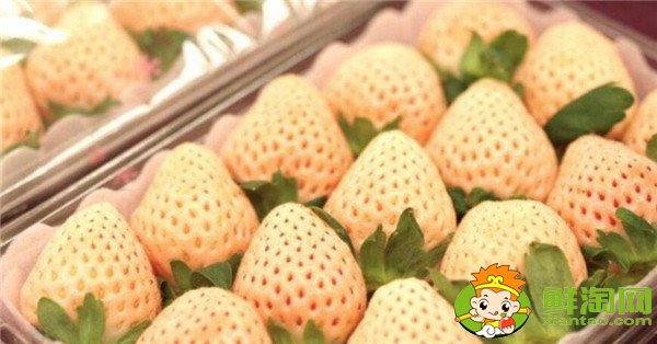 菠蘿莓多少錢一斤，菠蘿莓和白草莓的區(qū)別