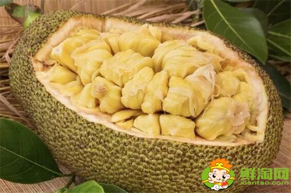 菠蘿和菠蘿蜜的關系，菠蘿和菠蘿蜜的區(qū)別