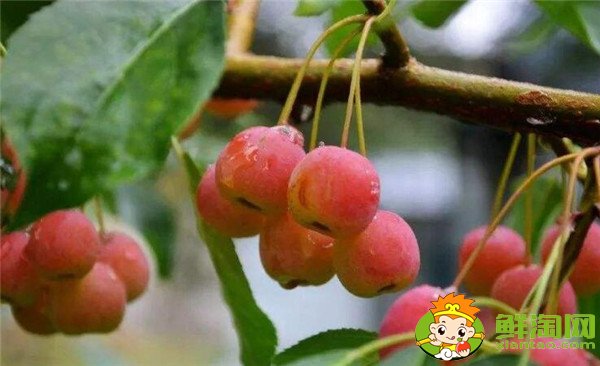 沙果和山楂是一個(gè)東西嗎，沙果和山楂的區(qū)別