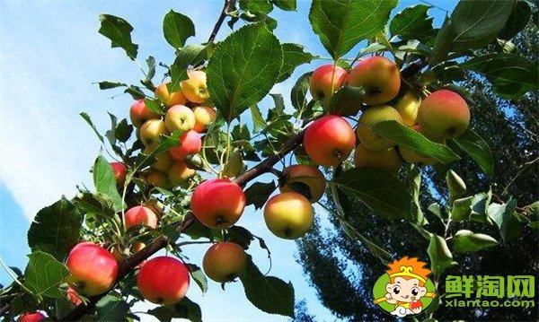 沙果和山楂是一個(gè)東西嗎，沙果和山楂的區(qū)別
