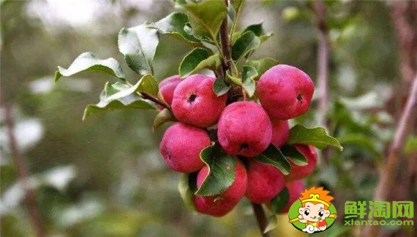 沙果和山楂是一個(gè)東西嗎，沙果和山楂的區(qū)別