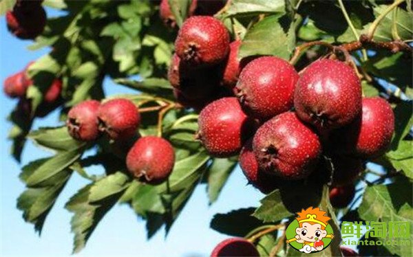 沙果和山楂是一個(gè)東西嗎，沙果和山楂的區(qū)別