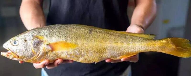 大黃魚和黃花魚的區(qū)別