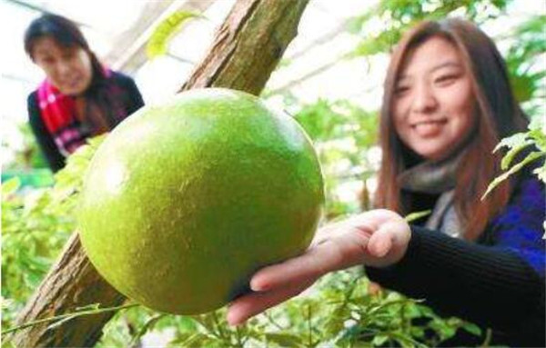 西瓜樹是真的嗎