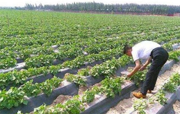 西瓜種植方法與時間