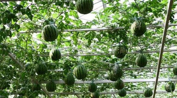 西瓜種植方法與時間