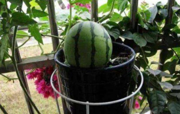 西瓜種植方法與時間