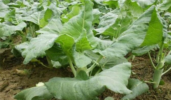 種植芥藍需要注意什么，溫度和光照要合理