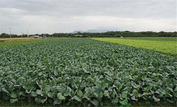 種植芥藍需要注意什么，溫度和光照要合理