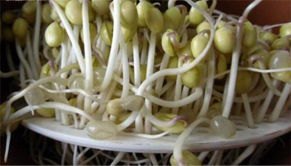 黃豆芽怎么發(fā)最快又好，黃豆芽怎么發(fā)