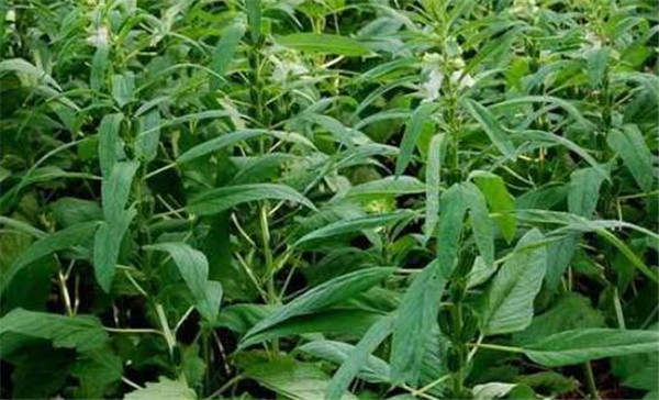 芝麻種植時間，芝麻播種方式