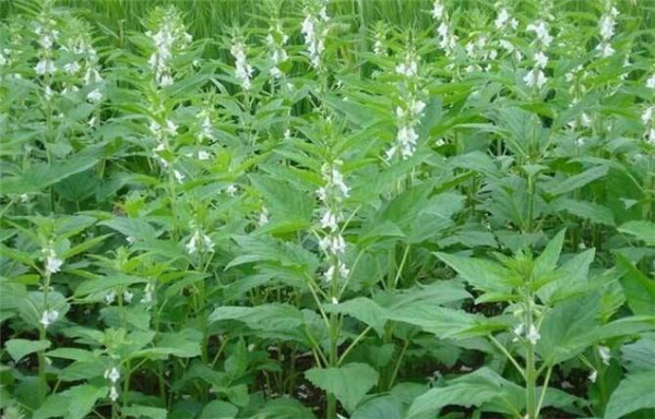 芝麻種植時間，芝麻播種方式