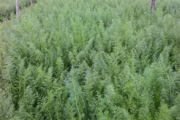 茴香種植時間和方法，茴香種植時間的春秋兩季