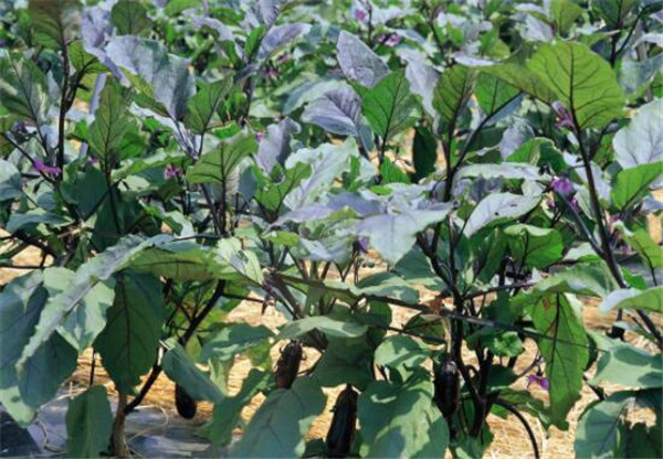 茄子的種植時間，茄子的最佳種植時間(初春、初秋)