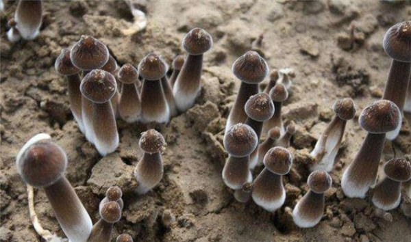 雞樅菌價格多少錢一斤，雞樅菌價格100多左右一斤