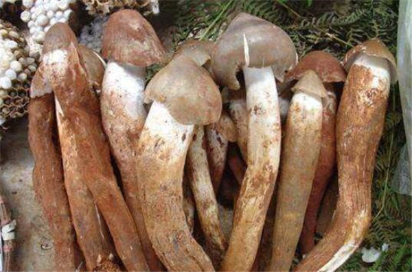 雞樅菌價格多少錢一斤，雞樅菌價格100多左右一斤