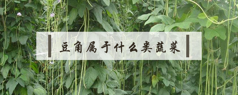 豆角屬于什么類(lèi)蔬菜