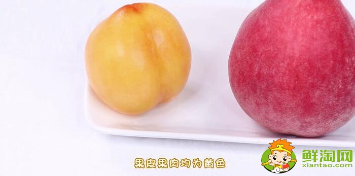 黃桃和水蜜桃的區(qū)別