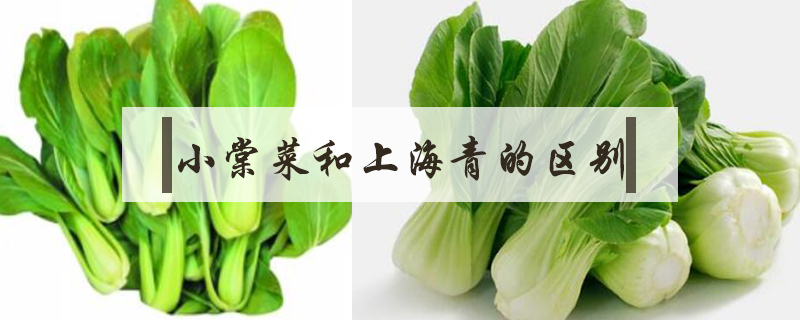 小棠菜和上海青的區別