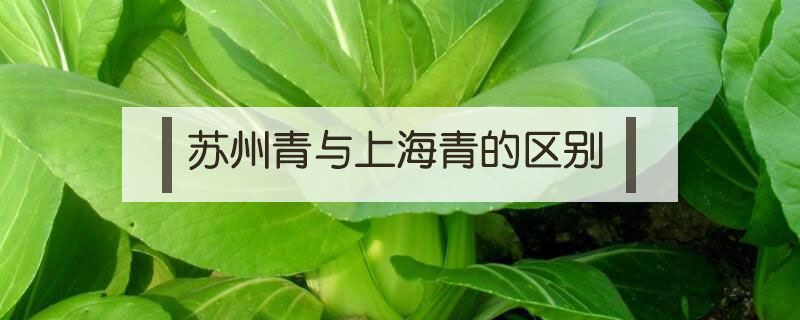 蘇州青與上海青的區(qū)別