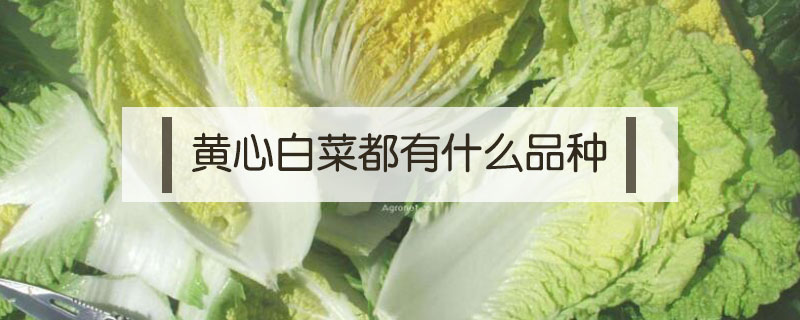 黃心白菜都有什么品種