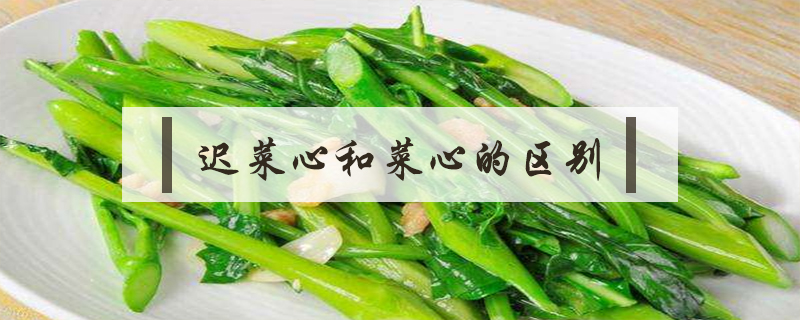 遲菜心和菜心的區(qū)別