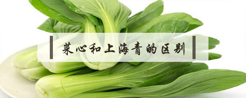 菜心和上海青的區別