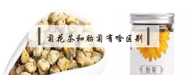 菊花茶和胎菊有啥區(qū)別