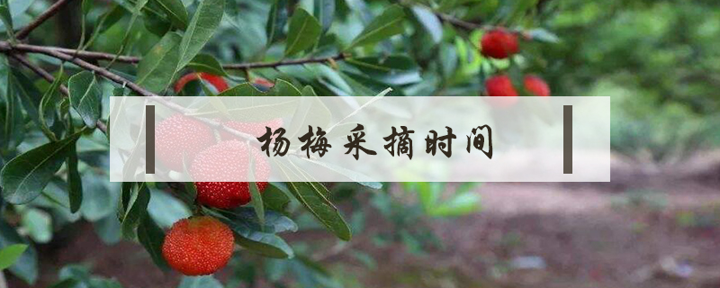 楊梅采摘時間