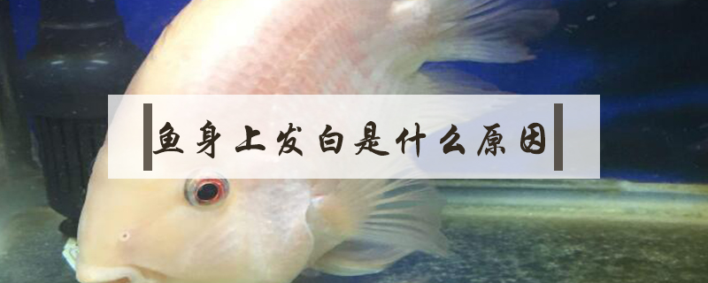 魚身上發白是什么原因