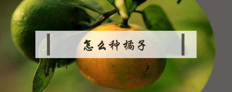 怎么種橘子