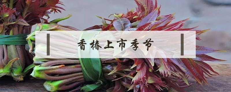 香椿上市季節