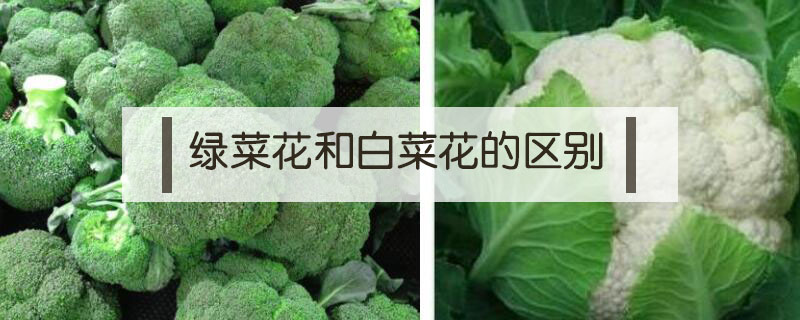 綠菜花和白菜花的區(qū)別