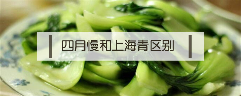 四月慢和上海青區(qū)別