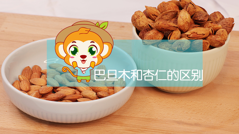 巴旦木和杏仁的區(qū)別