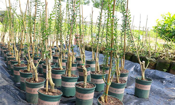 指橙樹什么時候開花，指橙幾年掛果