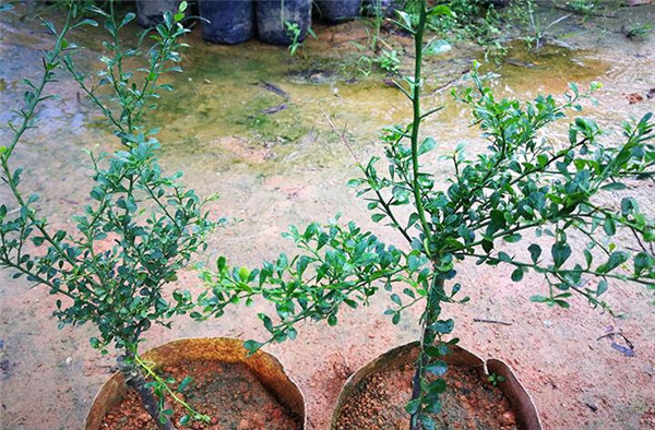 澳洲指橙苗種植技巧，澳洲指橙生長環(huán)境