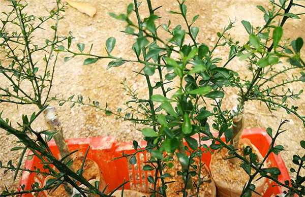 澳洲指橙苗種植技巧，澳洲指橙生長環(huán)境