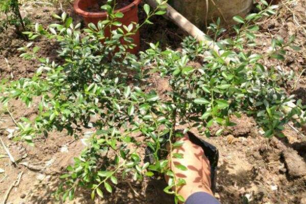 澳洲指橙苗種植技巧，澳洲指橙生長環(huán)境