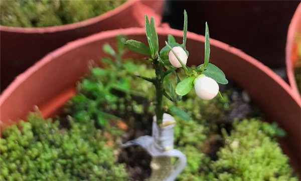 澳洲指橙苗種植技巧，澳洲指橙生長環(huán)境