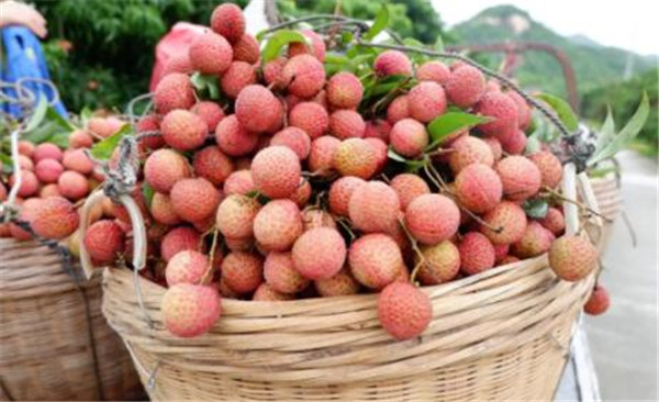 白糖罌荔枝產(chǎn)地是哪里，白糖罌荔枝為什么價(jià)格差別那么大