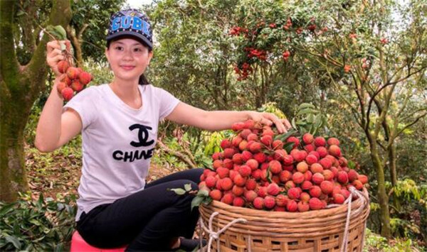 白糖罌荔枝產(chǎn)地是哪里，白糖罌荔枝為什么價(jià)格差別那么大