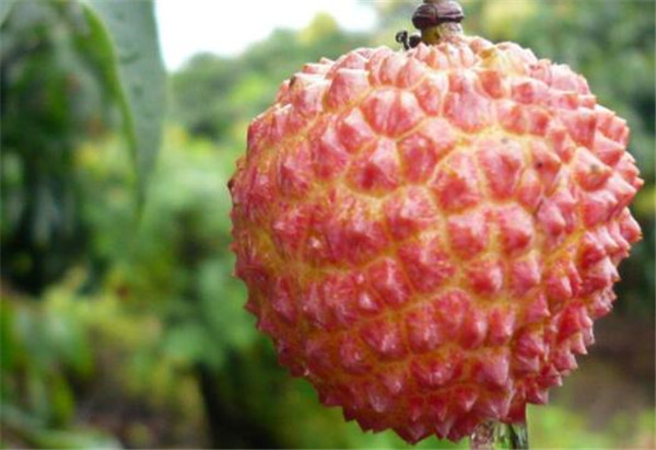 白糖罌荔枝產(chǎn)地是哪里，白糖罌荔枝為什么價(jià)格差別那么大