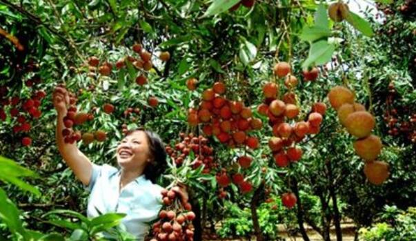 白糖罌荔枝現(xiàn)在打什么藥最好，白糖罌荔枝管理新技術(shù)