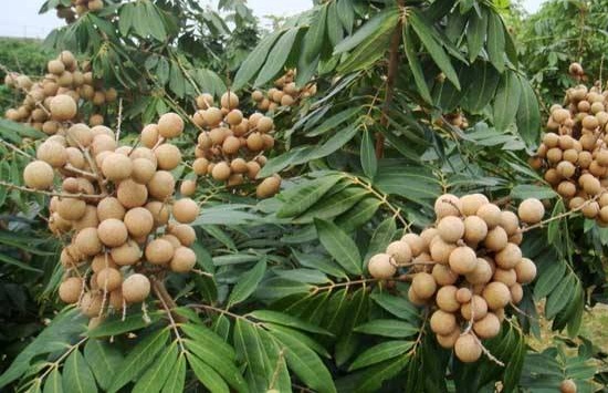 龍眼和荔枝哪個(gè)上火，荔枝一天最多吃幾個(gè)