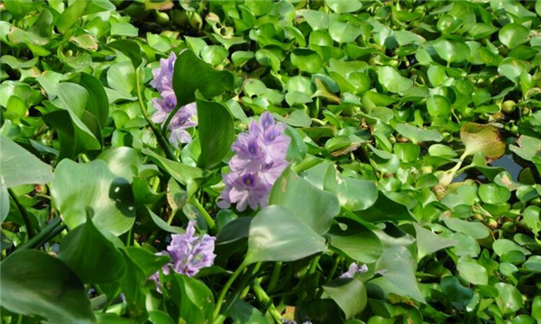 北方人認(rèn)為菱角長在哪里,吃菱角的好處和營養(yǎng)價(jià)值