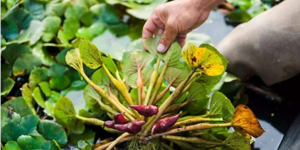 菱角怎么種植，北方能種植菱角嗎
