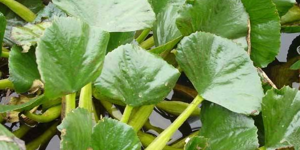 菱角怎么種植，北方能種植菱角嗎