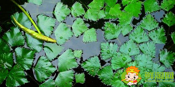 菱角幾月份發(fā)芽,菱角多久能發(fā)芽